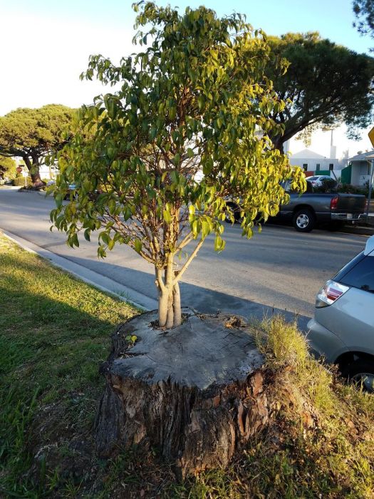Amazing Trees That Refuse To Die (31 pics)