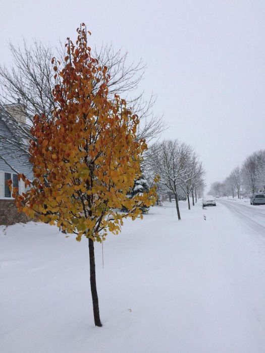 Amazing Trees That Refuse To Die (31 pics)