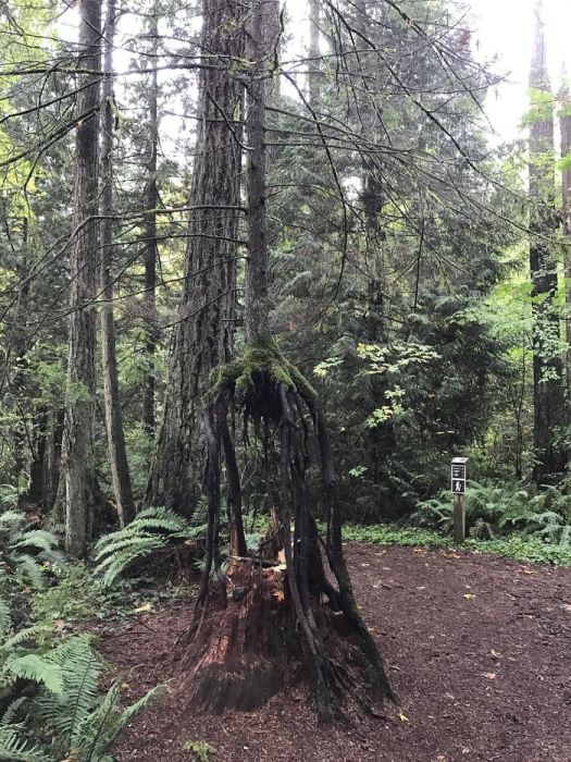 Amazing Trees That Refuse To Die (31 pics)