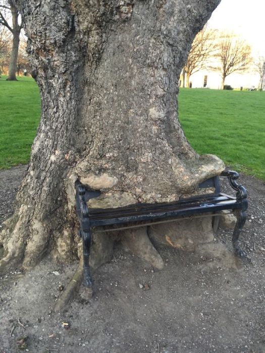 Amazing Trees That Refuse To Die (31 pics)