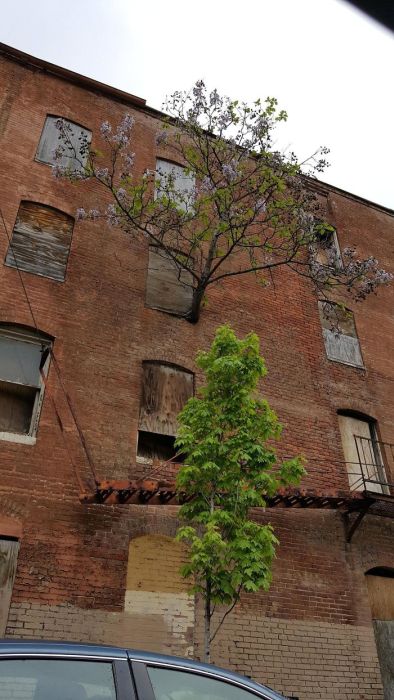 Amazing Trees That Refuse To Die (31 pics)