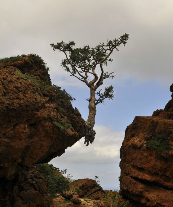 Amazing Trees That Refuse To Die (31 pics)