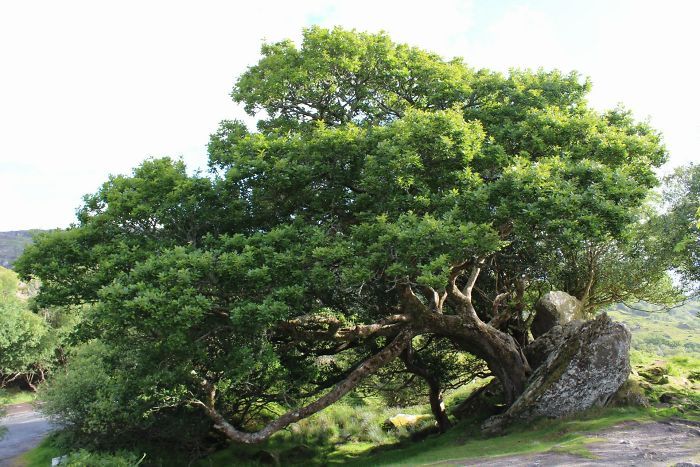 Amazing Trees That Refuse To Die (31 pics)