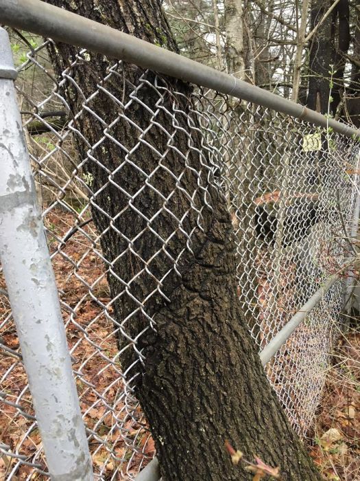 Amazing Trees That Refuse To Die (31 pics)