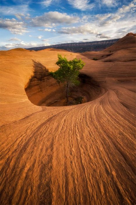 Amazing Trees That Refuse To Die (31 pics)