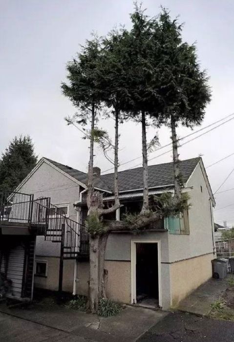 Amazing Trees That Refuse To Die (31 pics)