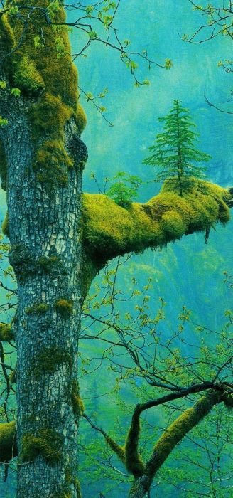 Amazing Trees That Refuse To Die (31 pics)