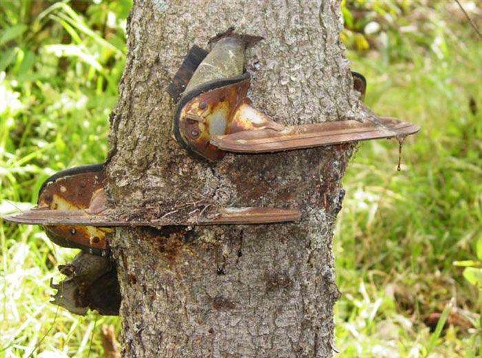 Amazing Trees That Refuse To Die (31 pics)