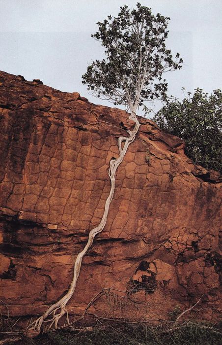 Amazing Trees That Refuse To Die (31 pics)