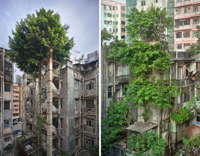 Amazing Trees That Refuse To Die (31 pics)
