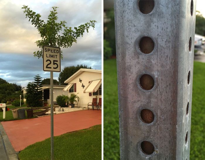 Amazing Trees That Refuse To Die (31 pics)
