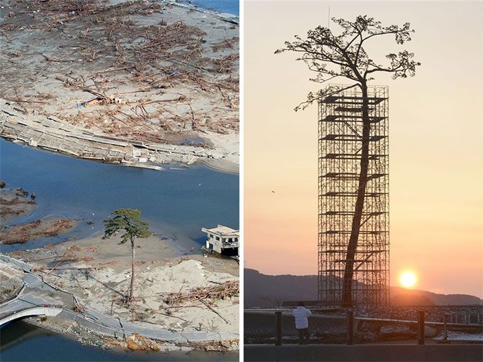 Amazing Trees That Refuse To Die (31 pics)