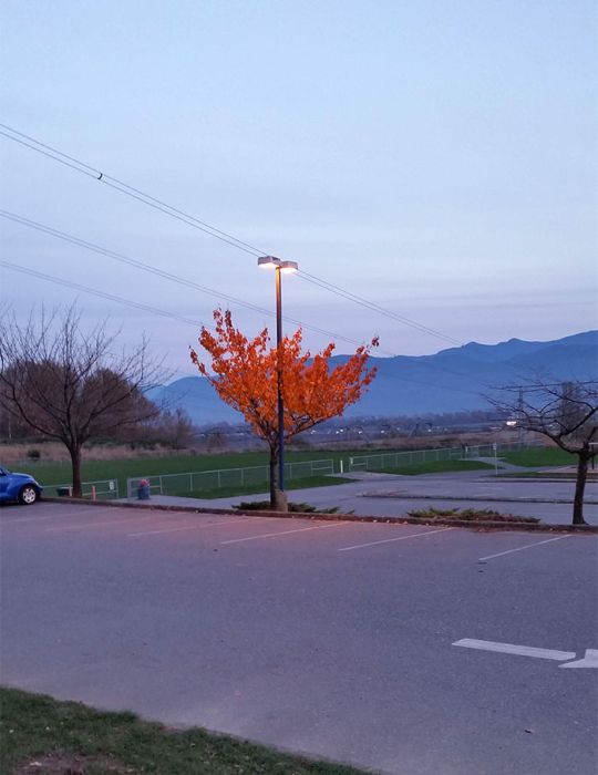 Amazing Trees That Refuse To Die (31 pics)