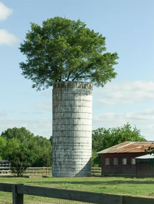 Amazing Trees That Refuse To Die (31 pics)