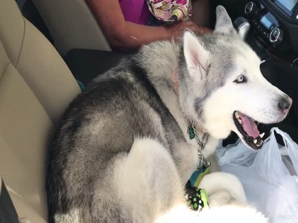 Stubborn Husky Refuses To Give Up Front Seat