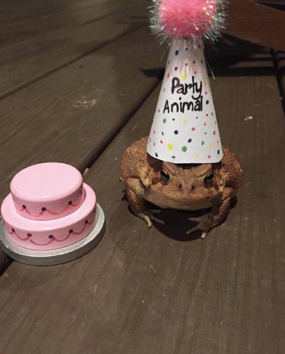 Acid Picdump (111 pics)