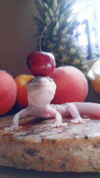 Acid Picdump (111 pics)