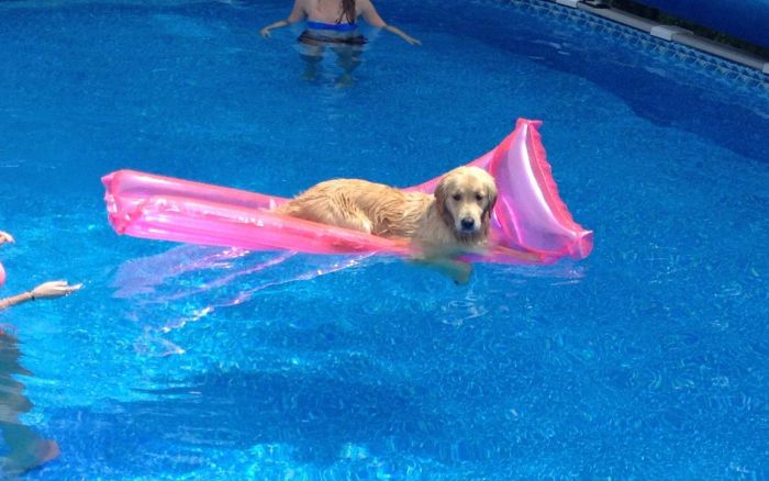 Dog Knows Exactly What It Wants (3 pics)