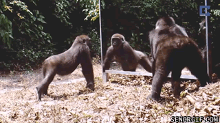 Acid Gifdump, August 14, 2017 (25 gifs)