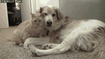 Acid Gifdump, August 14, 2017 (25 gifs)