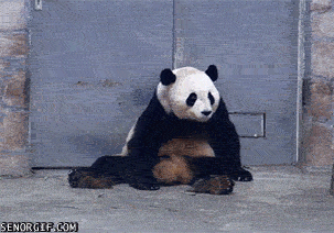Acid Gifdump, August 14, 2017 (25 gifs)