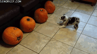 Acid Gifdump, August 14, 2017 (25 gifs)