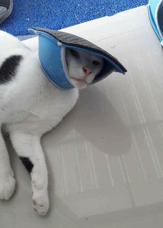 Cat Plays With Slipper And Loses (4 pics)
