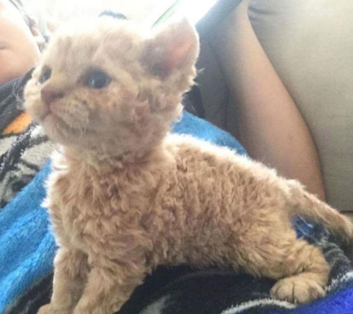 Selkirk Rex Kittens Are Adorable (5 pics)