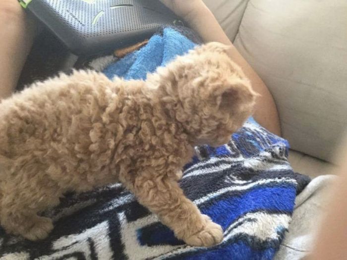 Selkirk Rex Kittens Are Adorable (5 pics)