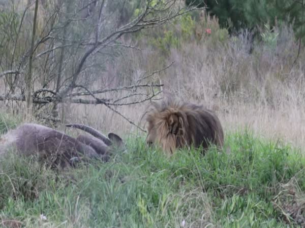 This Is How Fast A Lion Can Charge You