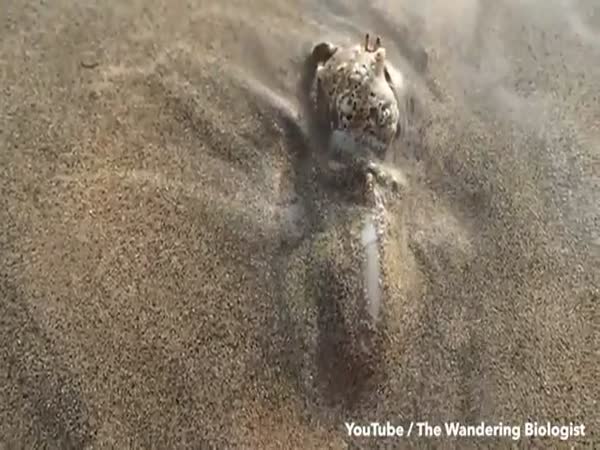Bizarre Sea Creature Swallows Crab Whole Before Dragging it Into Its Sandy Lair