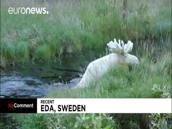 Rare White Moose Takes A Summer Dip