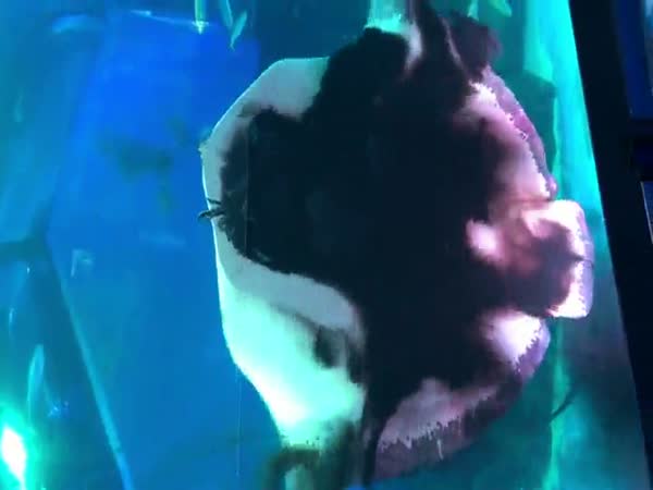 Stingray Getting Inked As He Eats A Squid And People Freak Out