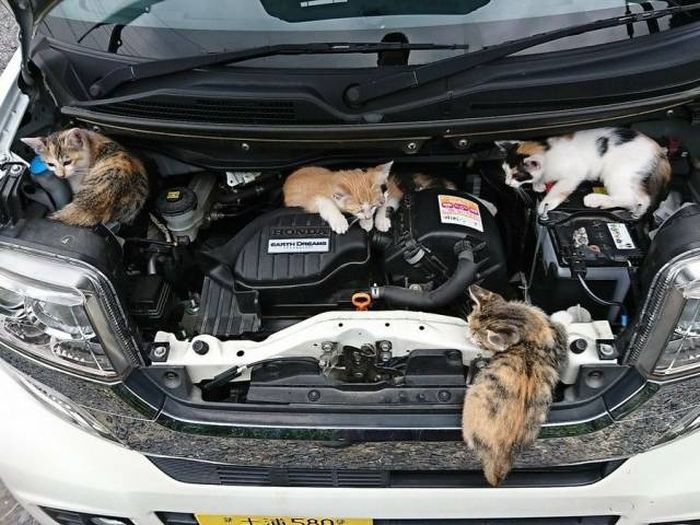 Acid Picdump (101 pics)