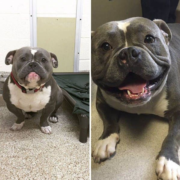 Before And After Pics Of This Dog Will Make Your Day (5 pics)