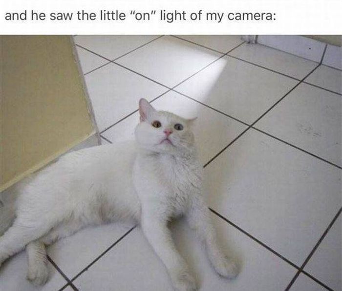 What Happens When You Take A Picture Of A Cat (4 pics)