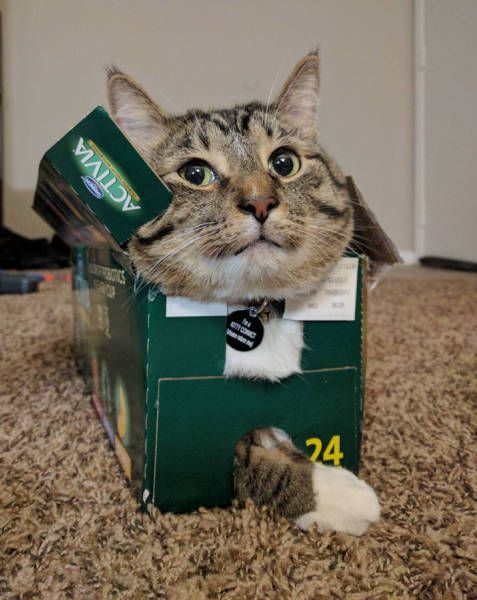 Cats Don't Care, They Sit Where They Want (33 pics)