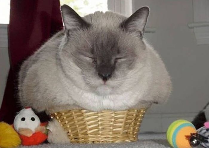 Cats Don't Care, They Sit Where They Want (33 pics)