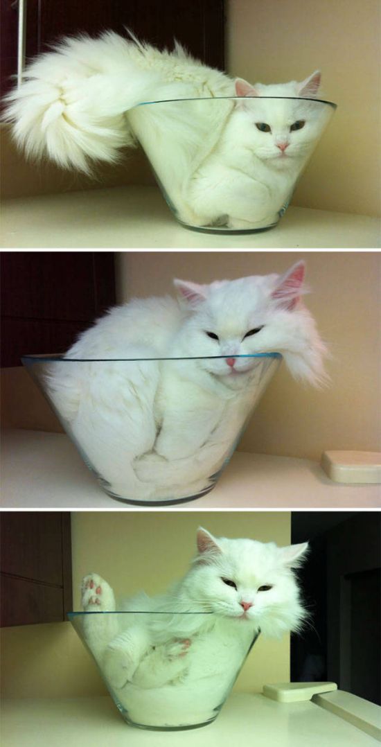 Cats Don't Care, They Sit Where They Want (33 pics)