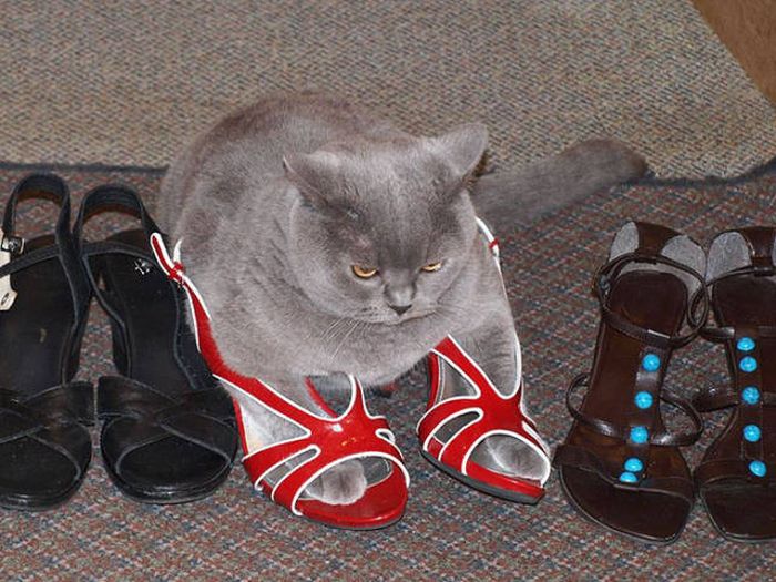 Cats Don't Care, They Sit Where They Want (33 pics)