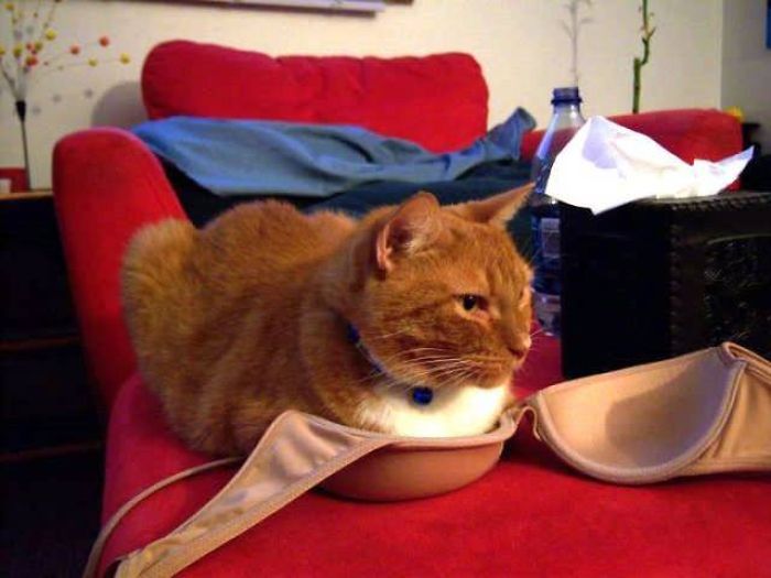 Cats Don't Care, They Sit Where They Want (33 pics)
