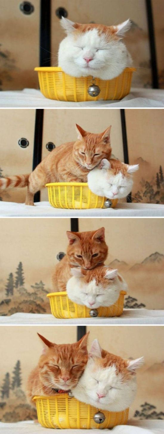 Cats Don't Care, They Sit Where They Want (33 pics)