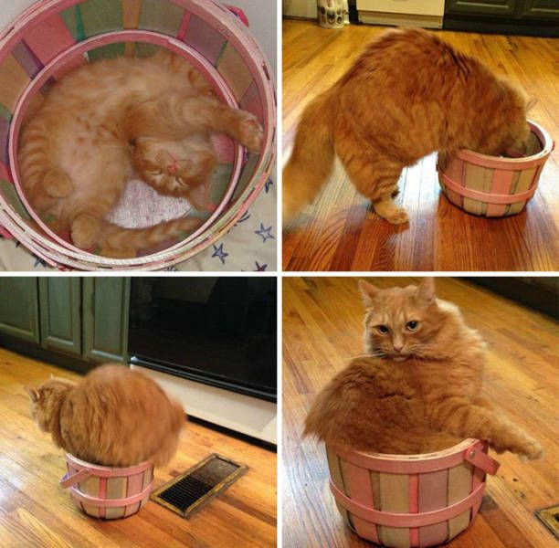 Cats Don't Care, They Sit Where They Want (33 pics)