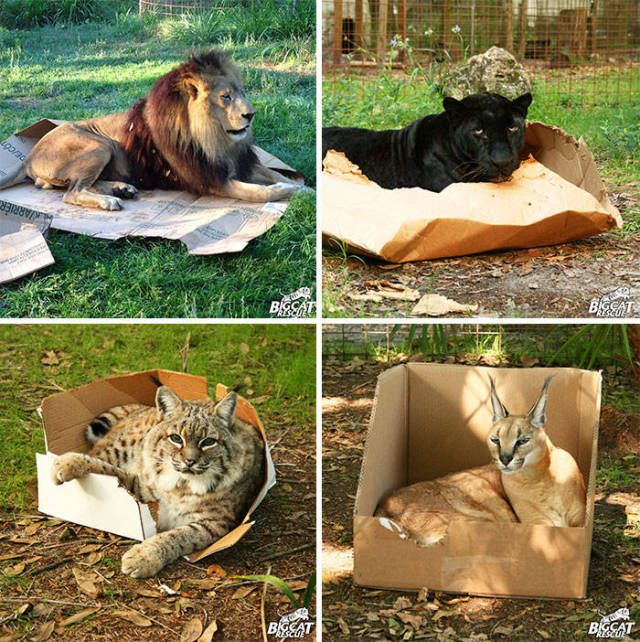 Cats Don't Care, They Sit Where They Want (33 pics)