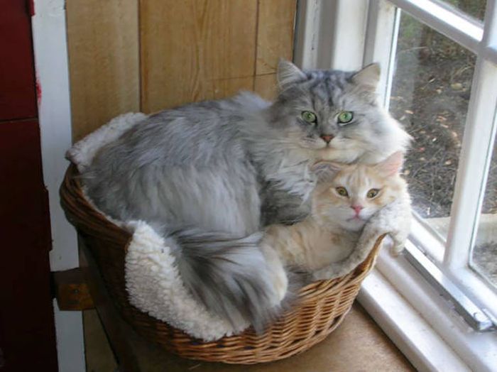 Cats Don't Care, They Sit Where They Want (33 pics)