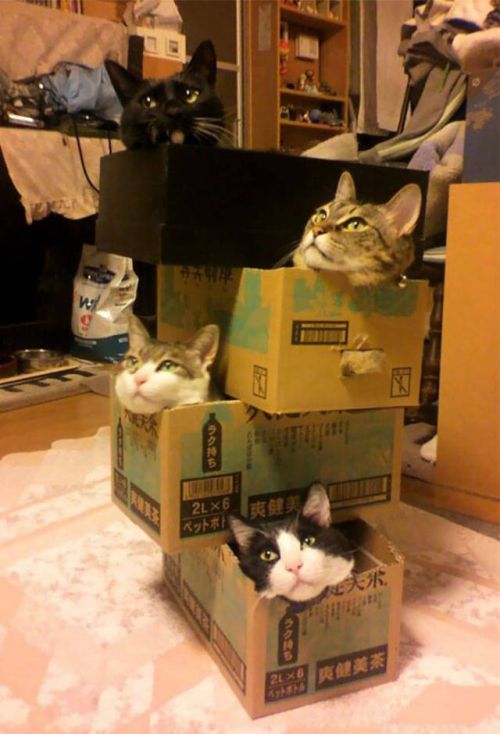 Cats Don't Care, They Sit Where They Want (33 pics)
