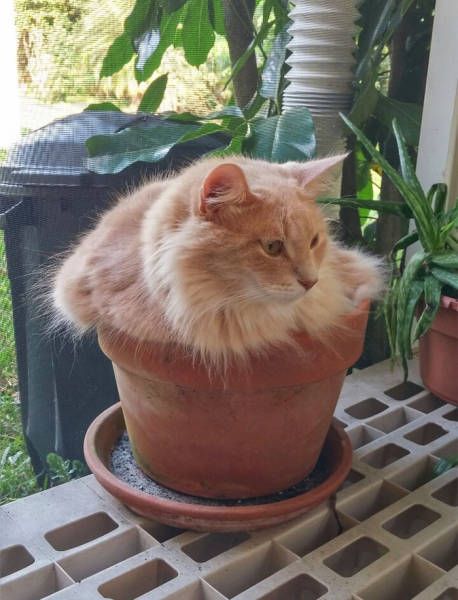 Cats Don't Care, They Sit Where They Want (33 pics)