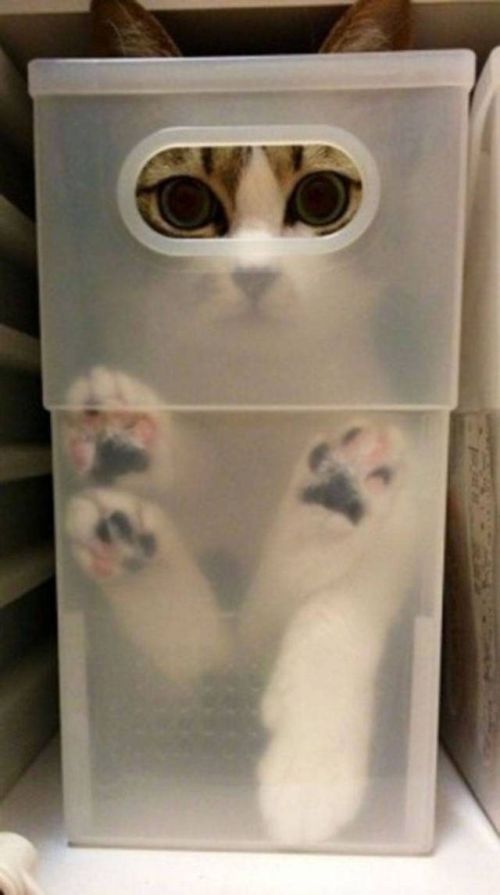 Cats Don't Care, They Sit Where They Want (33 pics)