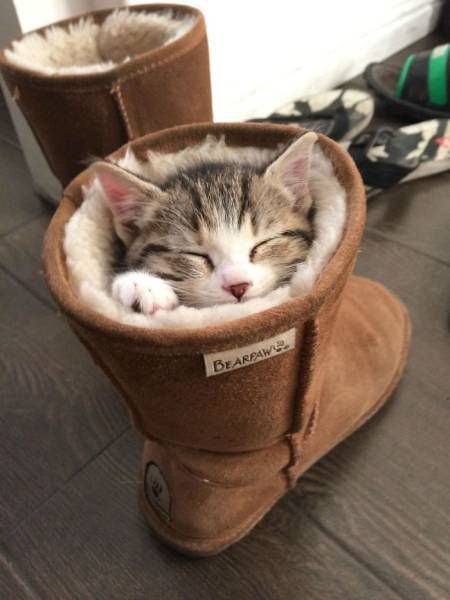 Cats Don't Care, They Sit Where They Want (33 pics)