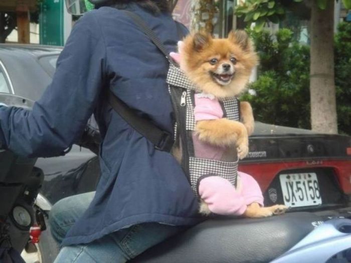Things Your Eyes Can Only See In China (55 pics)